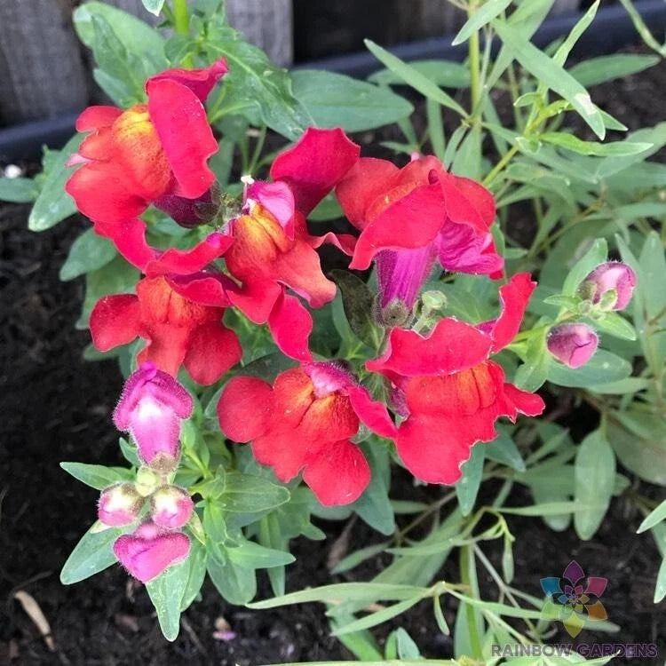 Frosted Flames Snapdragon Seeds - 1000+ Pack, Antirrhinum majus, Vibrant Bi-Color Flowers, Garden Planting, USA