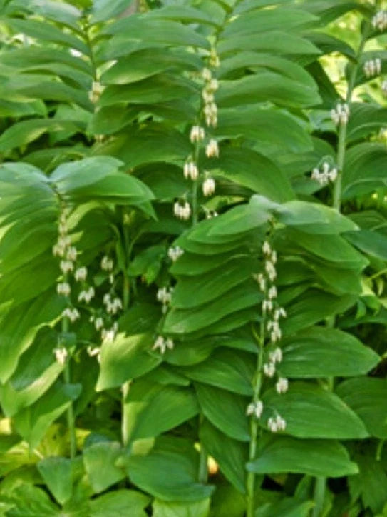 True Solomon Seal Plant - 8 Pack, Polygonatum biflorum, Perennial Ground Cover for Shade Gardens, Native Wildflower Roots