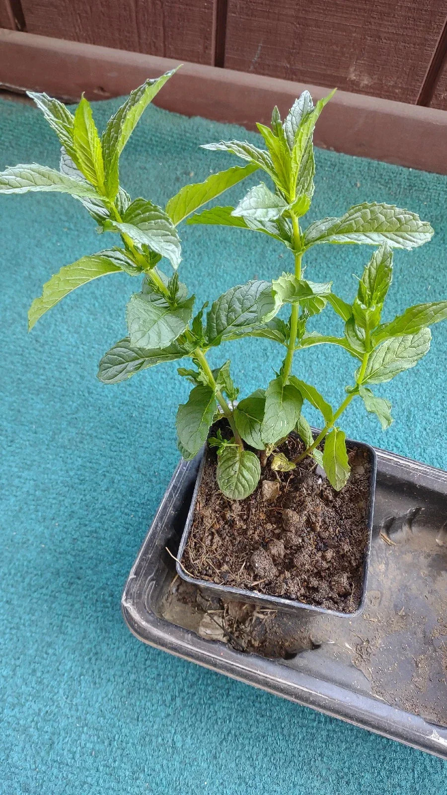 Organic Mojito Mint Plants 3-Pack - Mentha Villosa Perennial Herb, Easy to Grow, Zones 5-9