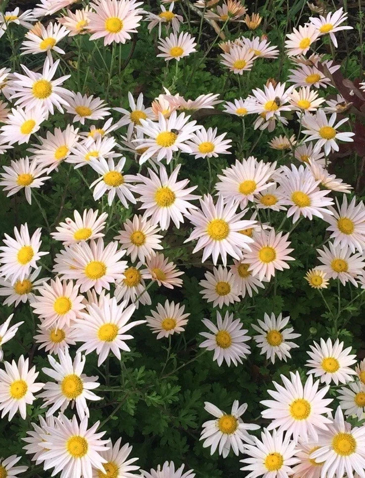 Pink Ryans Mums Live Plants – 12 Roots Chrysanthemum morifolium, Pink Flowers, Perennial Garden Plants