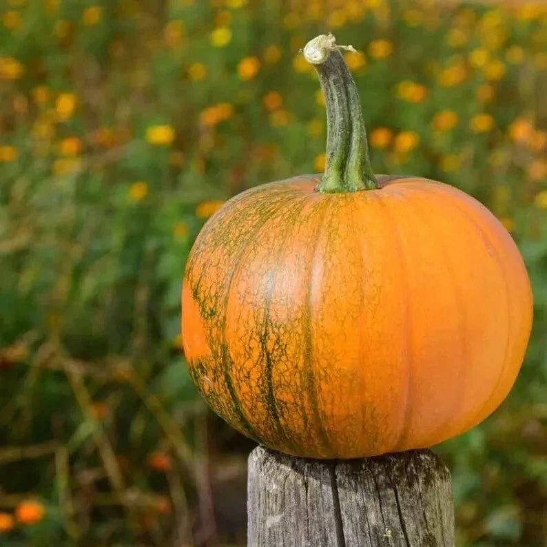 Organic Sugar Pie Pumpkin Seeds - Heirloom Cucurbita pepo, Non-GMO, USA Grown, 10 Pack for Baking & Fall Decorations