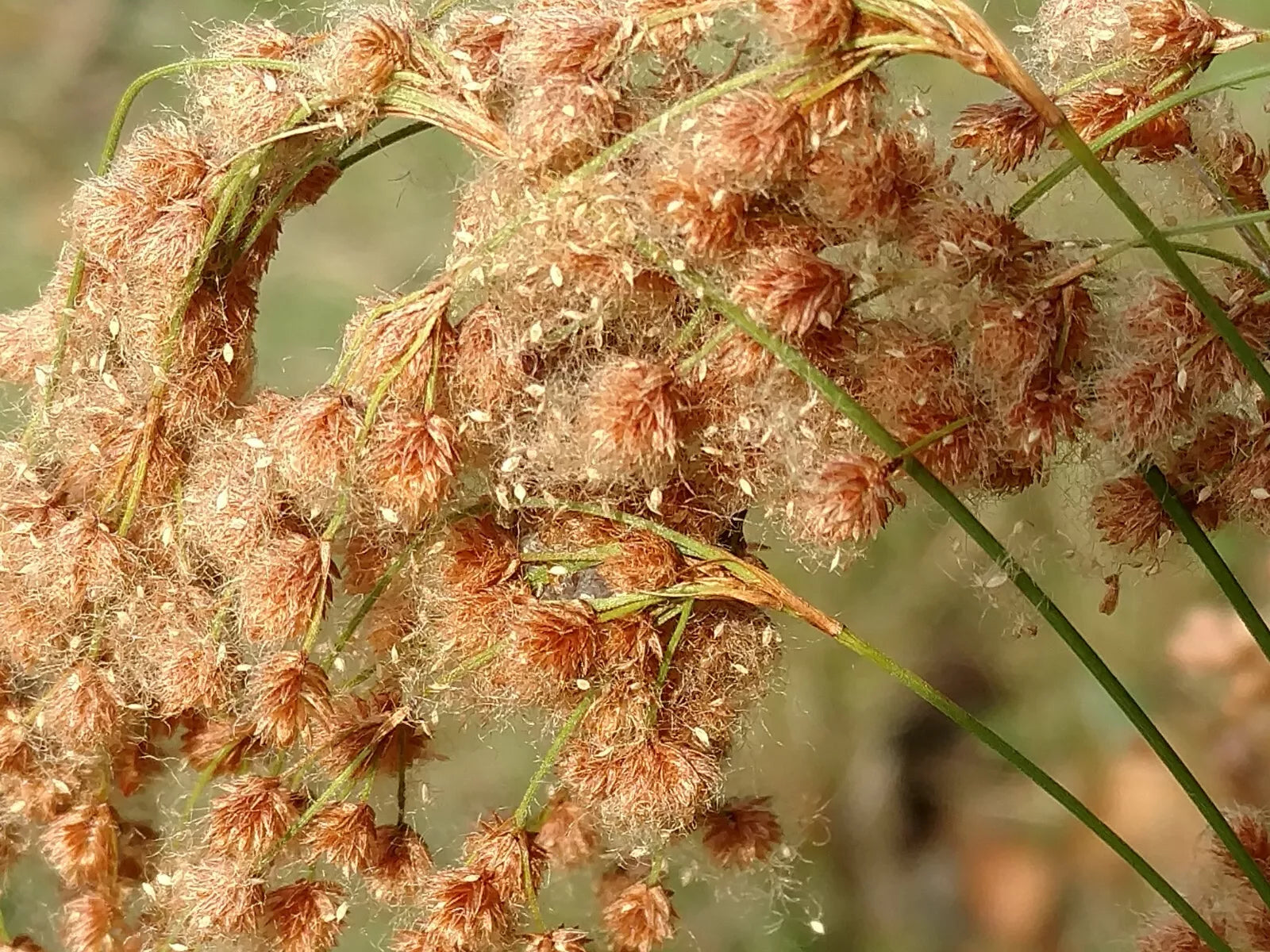 Wool Grass Seeds 1000 Count for Wetland Gardens, Native Pond Water Plant, Scirpus cyperinus, Grows Up to 6 Feet