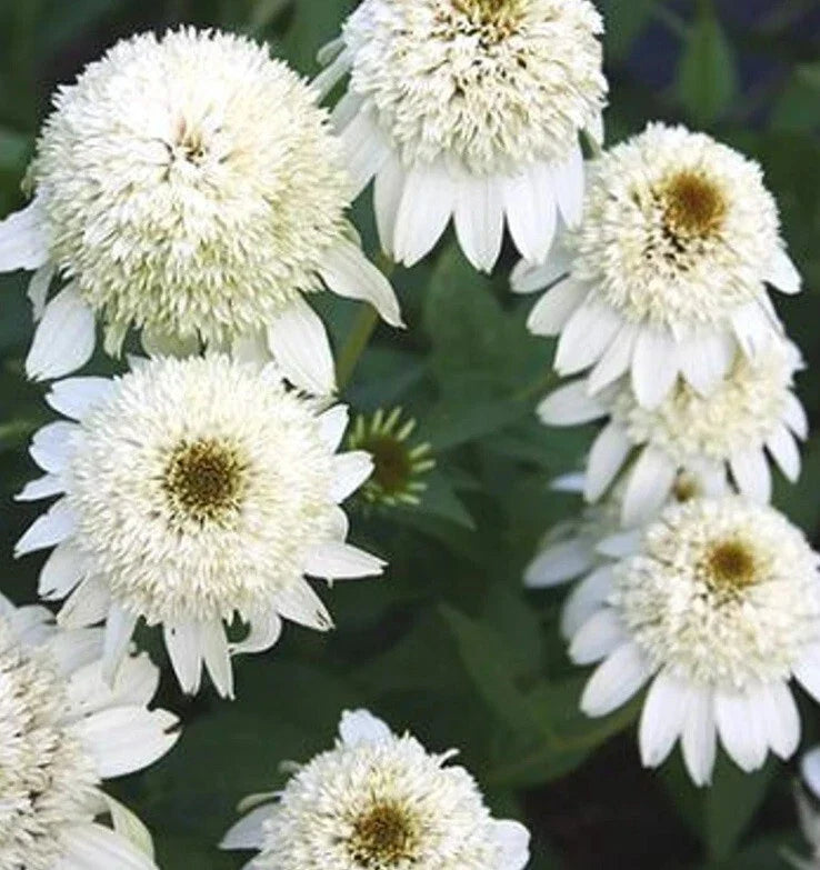50 Milkshake Coneflower Seeds - Echinacea purpurea Perennial Flower Seeds - Vibrant Pink Blooms for Garden, Borders, and Pollinators