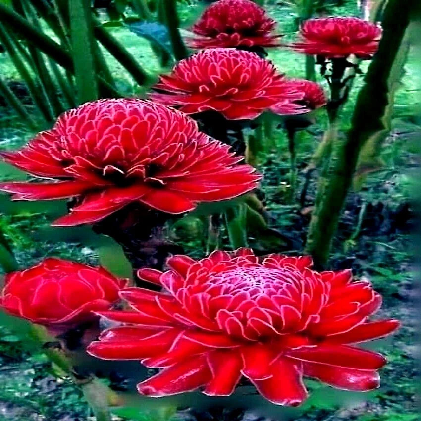 Red Torch Ginger Seeds - Etlingera elatior Tropical Garden Flower Pack of 10 Seeds
