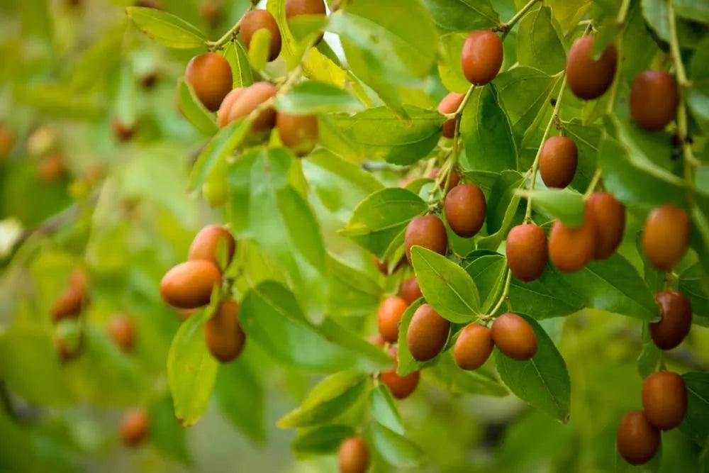 Chinese Date Tree Seeds - Ziziphus jujuba - Fruit-Bearing Tree for Planting, 6 Seeds