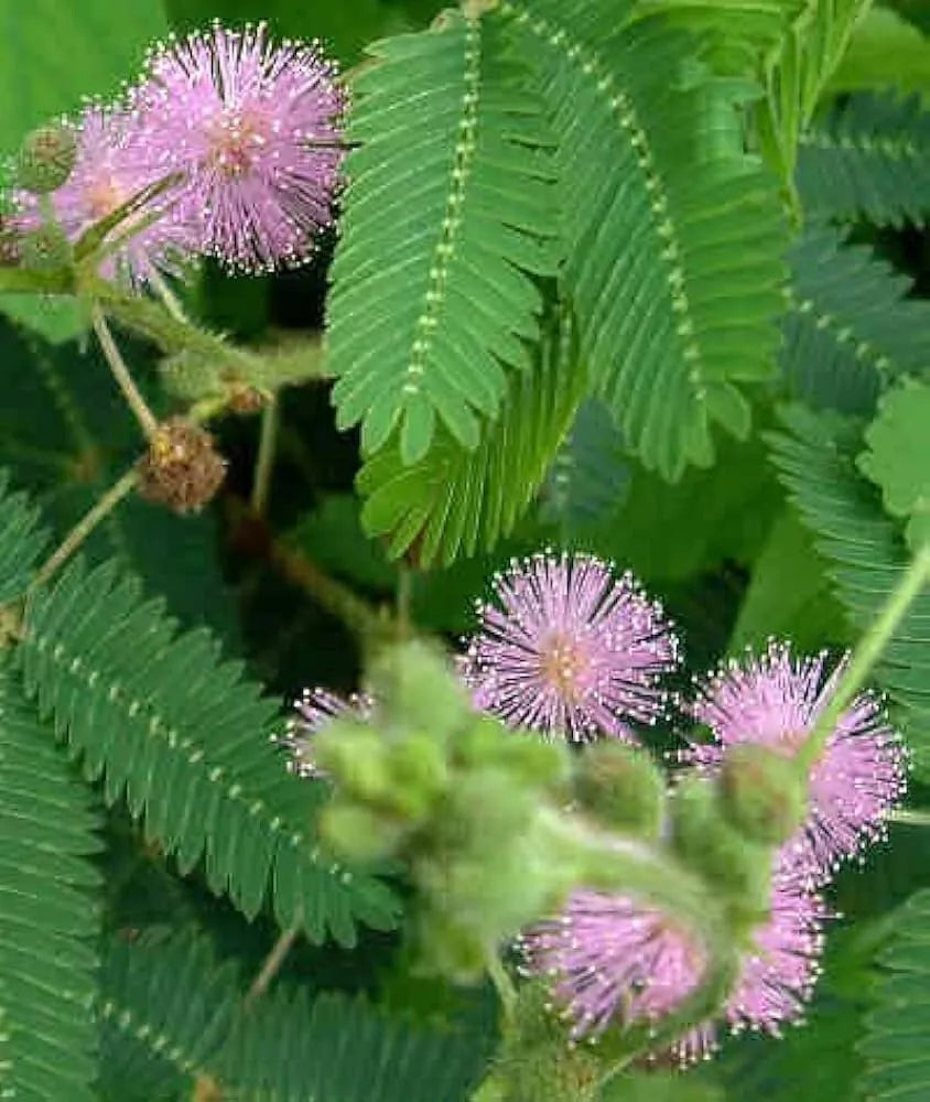 Mimosa Sensitive Plant Seeds 50 Ct, Touch Me Not, Pink Flowers, Mimosa Pudica, Indoor & Outdoor Gardening