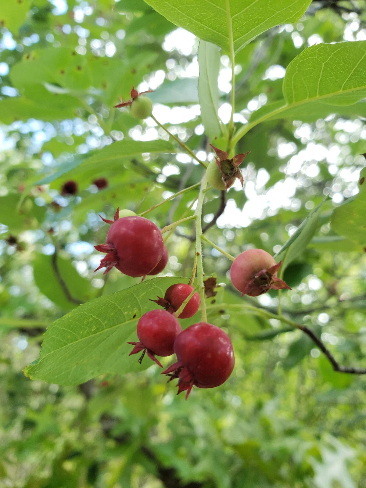Serviceberry Seeds Pack | Juneberry | Amelanchier arborea | Native Florida Berry Plant
