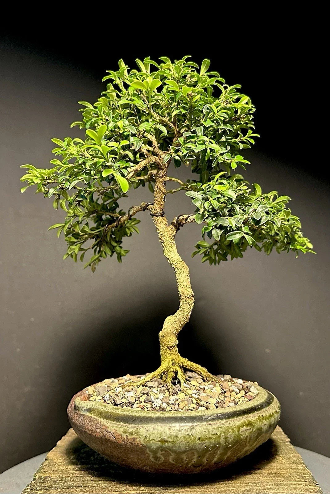 Mame Bonsai Tree 9" Kingsville Boxwood Buxus microphylla var. japonica in Japanese Pot