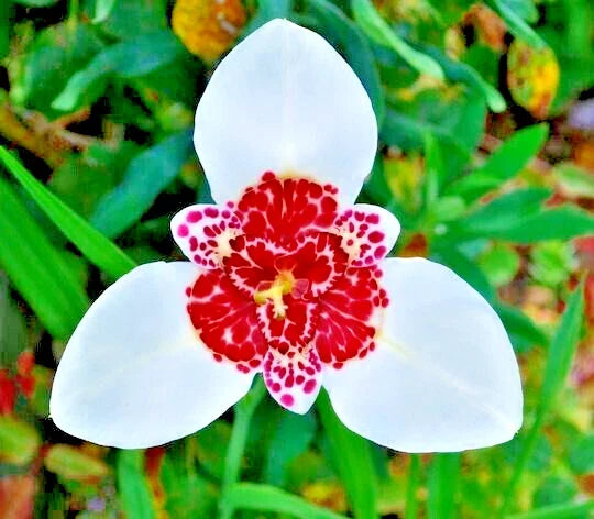 Tigridia Pavonia Lilacea Bulbs 5-Pack Purple Tiger Flower Perennial for Borders & Containers