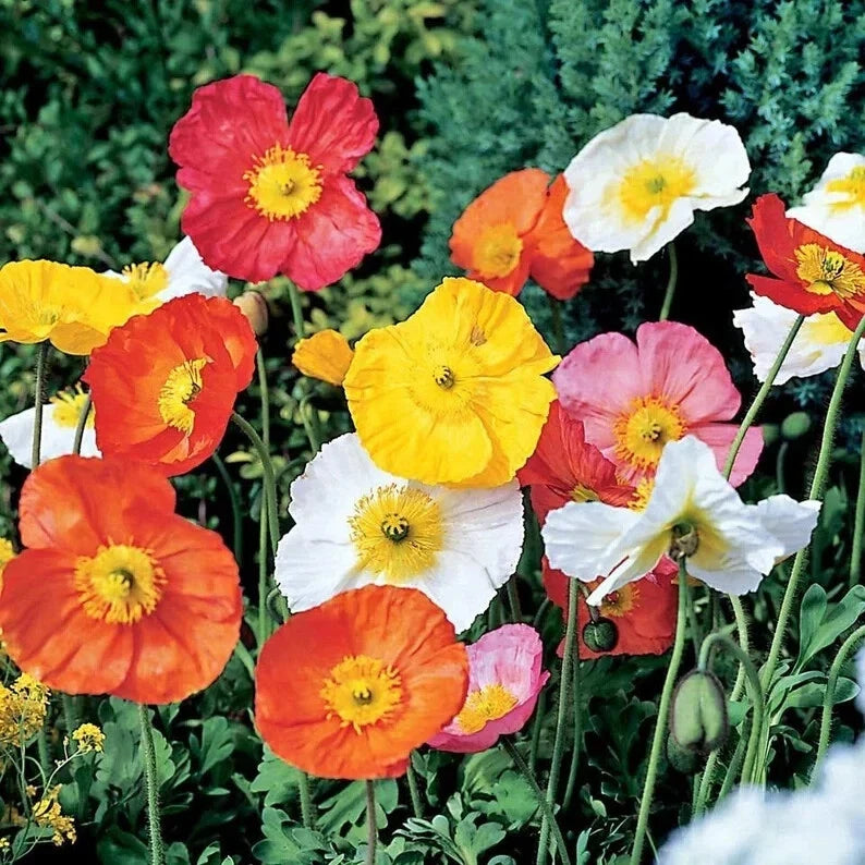 Organic Poppy Seeds Mix – 200 Non-GMO Heirloom Flower Seeds for Garden, Attract Pollinators, Full Sun, Papaver spp.