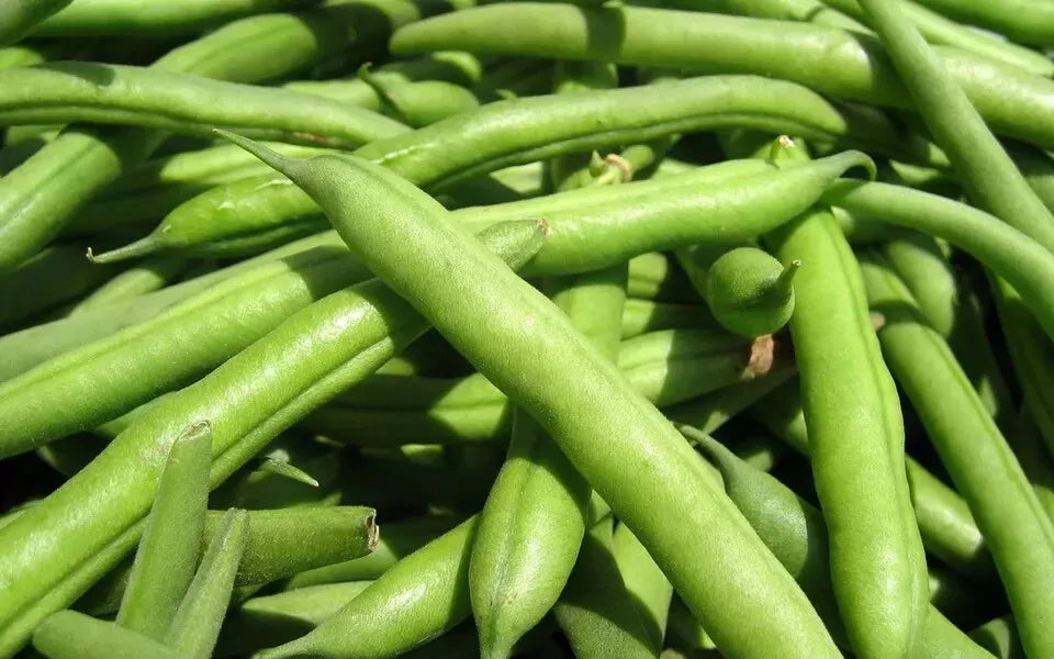 Green Bean Seeds - State Half Runner Variety - Non-GMO Phaseolus vulgaris for Home Gardening