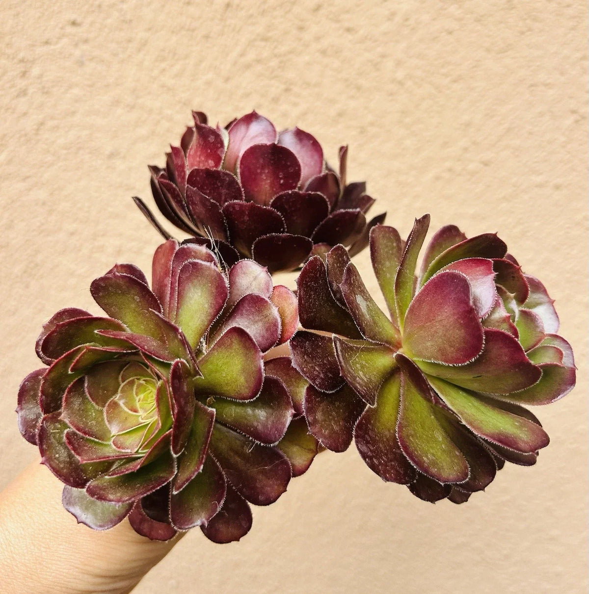 Aeonium Voodoo Cutting - Rare 4" Dark Purple Succulent for Indoor & Outdoor