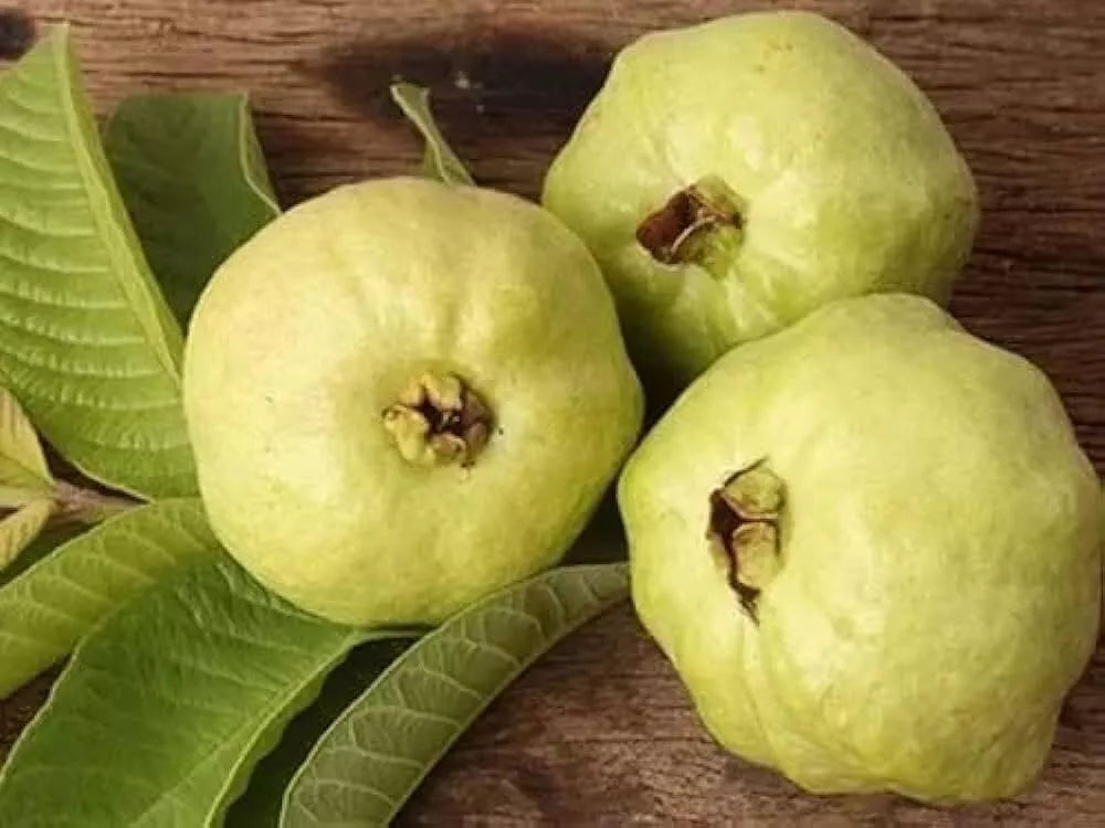 Detwiler Guava Seeds - 50+ Pack, Psidium guajava, Fruit-bearing shrub for Garden Planting, Tropical Fruit, Non-GMO