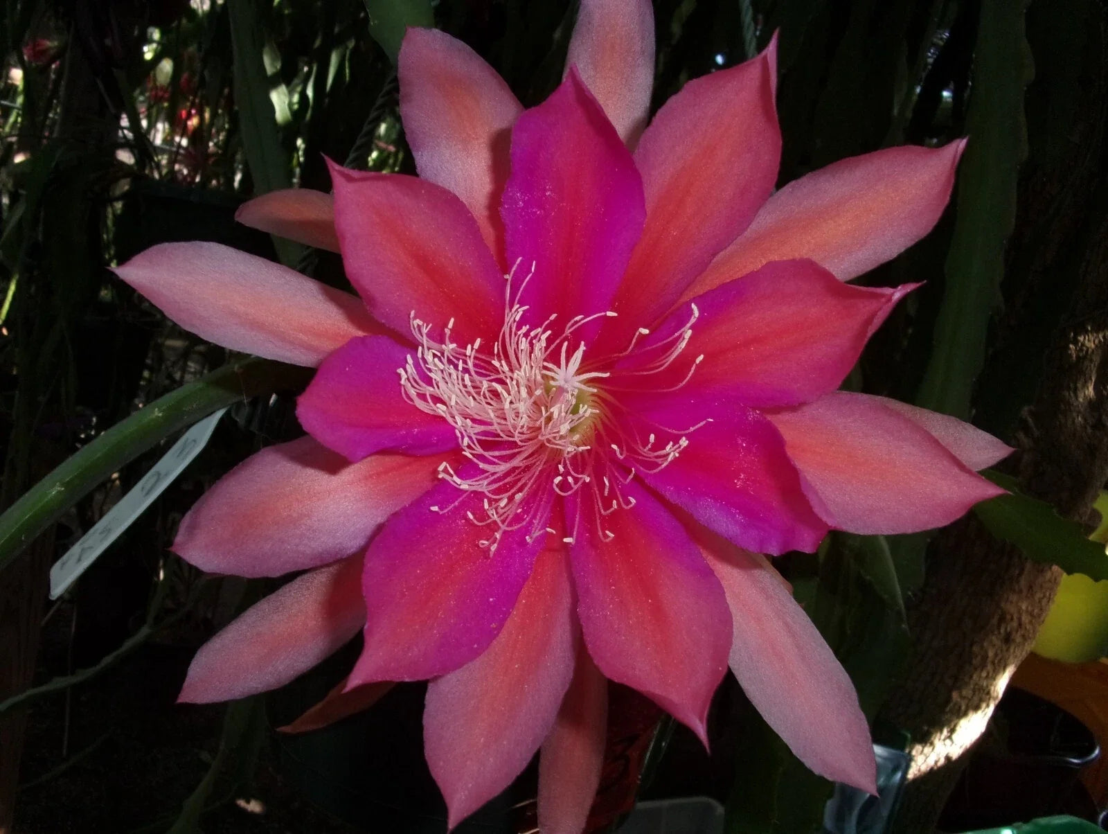 Epiphyllum Orchid Cactus Cutting - Royal Rose Variety - Epiphyllum oxypetalum - Indoor Succulent with Pink and White Flowers
