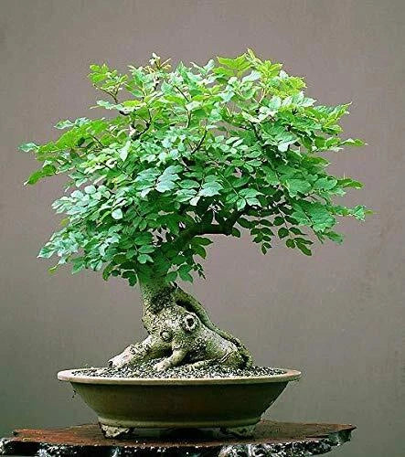 Moringa oleifera Bonsai Seeds | Tree of Life | Nutritious Foliage | 20+ Seeds