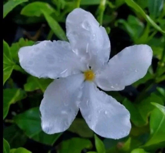 Pinwheel Jasmine Plants 5-7" Tall - 2 Plug Pack - Jasminum Genus - Fragrant Evergreen Perennial for Gardens & Patios
