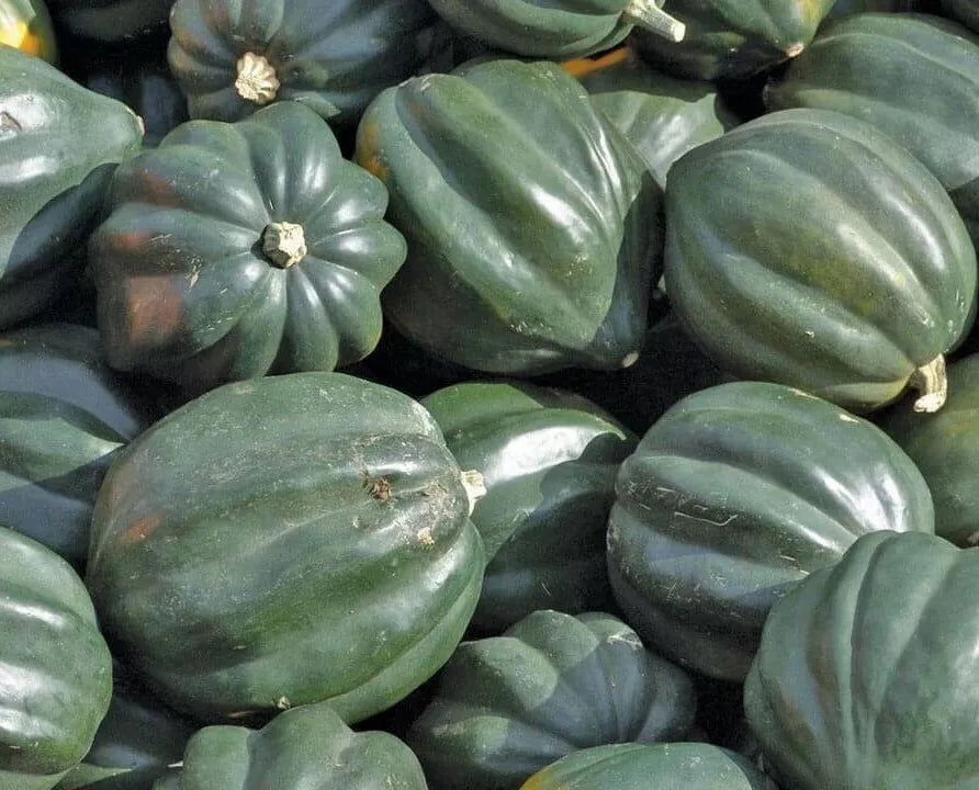 Acorn Squash Seeds - Bush Variety for Vegetable Garden, Cucurbita pepo, 20+ Table King Winter Squash Seeds