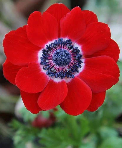 Anemone Seed - Red Poppy Hollandia - Papaver rhoeas Annual Flower Seeds