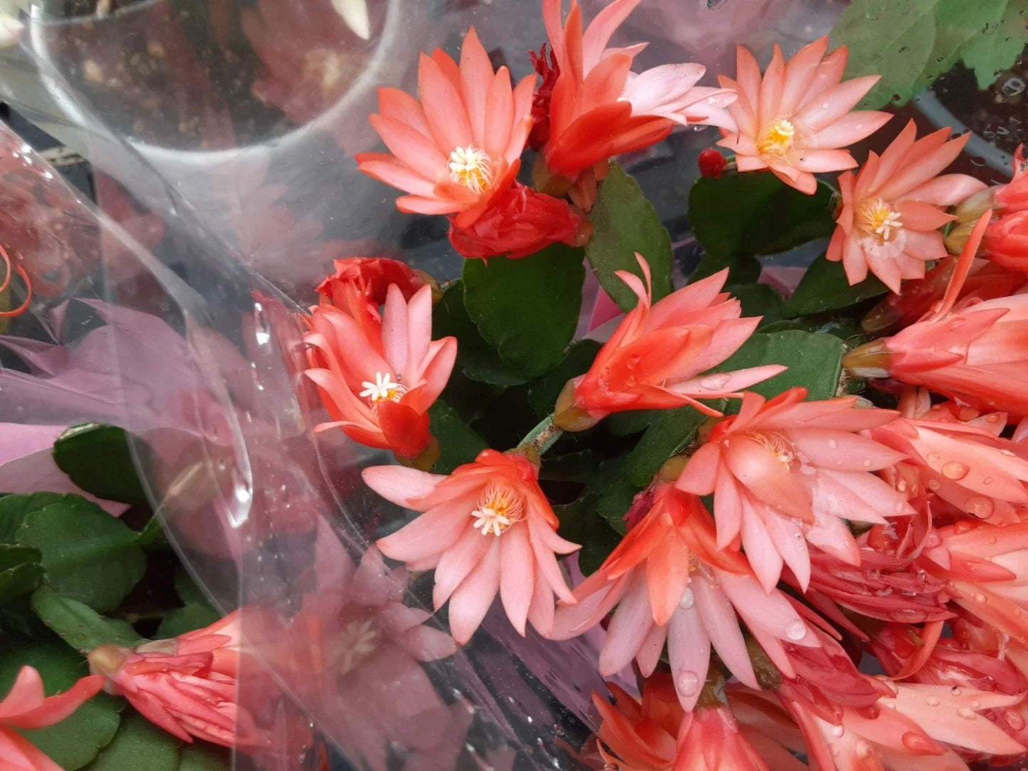 Orange Easter Cactus Cutting, Hatiora gaertneri, Indoor Plant Propagation, Bright Orange Blooms, Easy Care Succulent