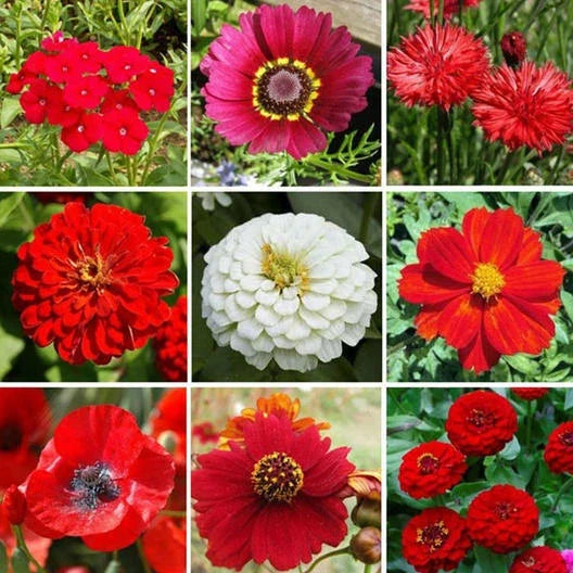 Wildflower Seed Mix 1000 Non-GMO Heirloom Flowers for Hummingbirds & Bees, Native Blend, Spring to Fall Bloom