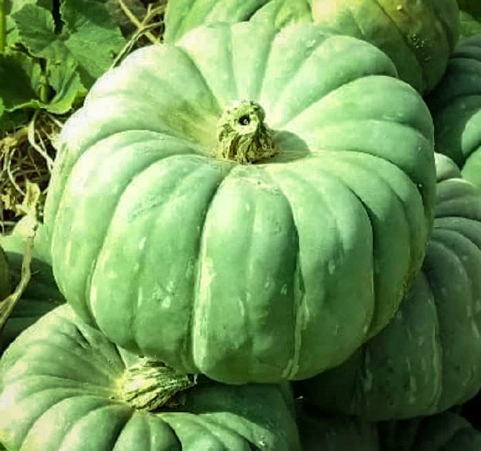 Exotic Pumpkin Seeds for Planting - Unique Varieties, Vibrant Colors, Cucurbita pepo Seed Packet