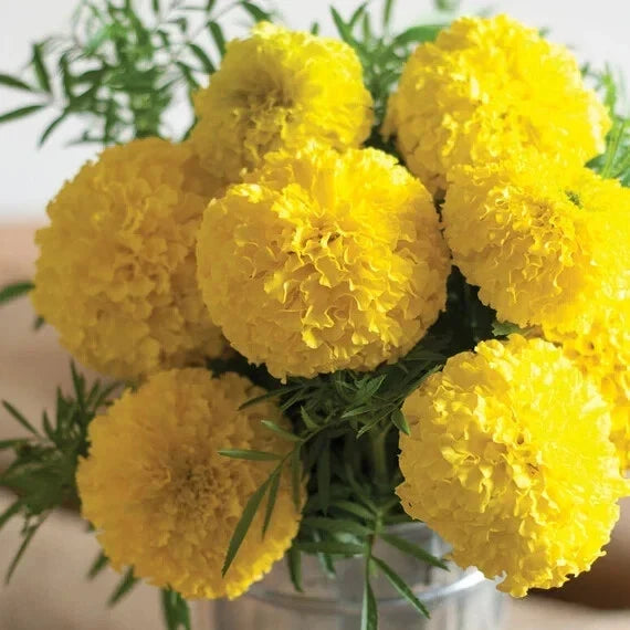 Mary Helen Marigold Seeds – Tagetes patula, Bright Orange & Yellow, Annual, Garden Bed & Container Planting, 25+ Seeds