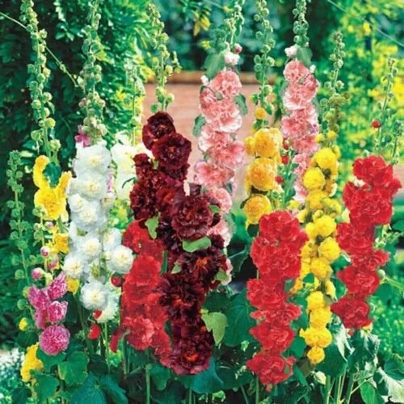 Hollyhock Seeds Mix - Organic Summer Carnival Variety - Alcea rosea - 100 Seeds for Borders & Cut Flowers