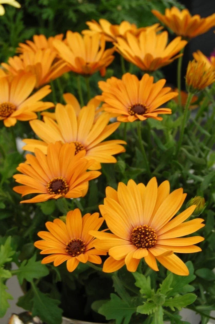 Yellow Cape Daisy Seeds - Osteospermum ecklonis Perennial Garden Seeds, 200+ Pack, Bright Blooms, Attracts Pollinators, USA Grown