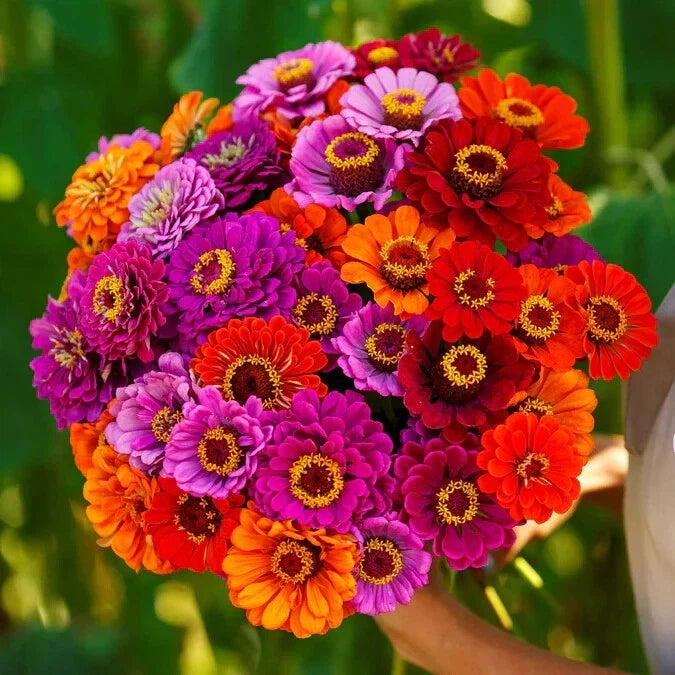 Purple Dream Mix Zinnia Seeds - 100+ Pack, Garden Planting, Zinnia elegans, Vibrant Purple Flowers for Borders & Containers