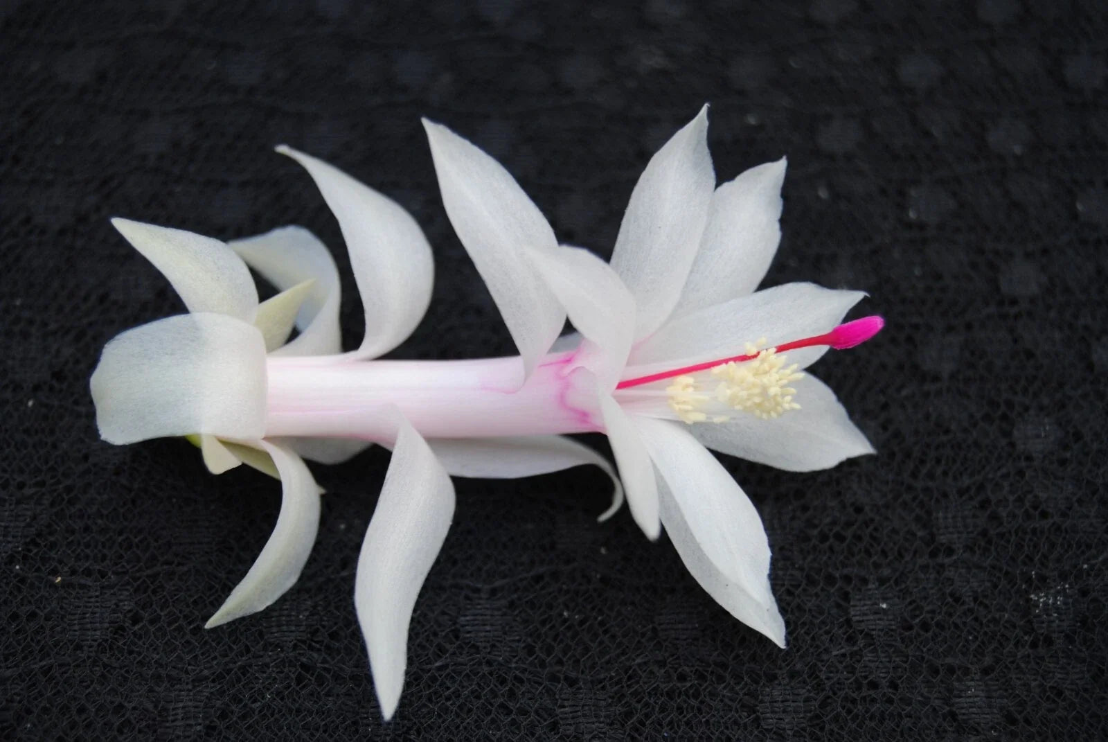 Christmas Cactus Starter Plant - Livia Variety - Schlumbergera Truncata - Indoor Houseplant Gift - 4-Inch Pot