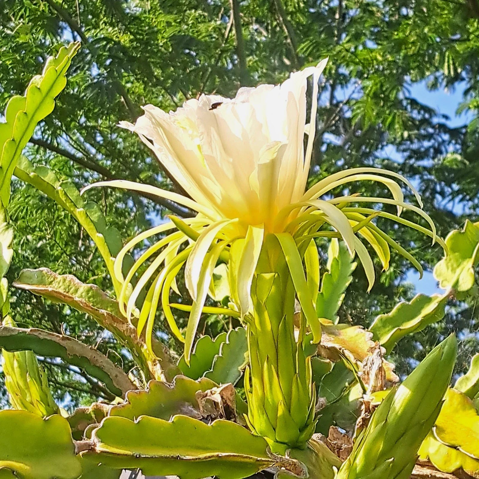 Dragon Fruit Rooted Cuttings 4" Hylocereus spp. Mystery Varieties, Indoor & Outdoor Planting