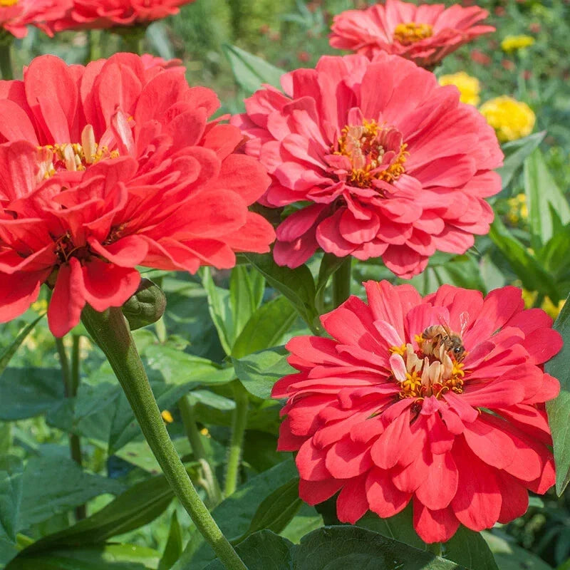 Benary Giant Coral Zinnia Seeds - 100+ Zinnia elegans for Garden, Bright Summer Blooms, Butterfly Attractant, Easy to Grow, Full Sun