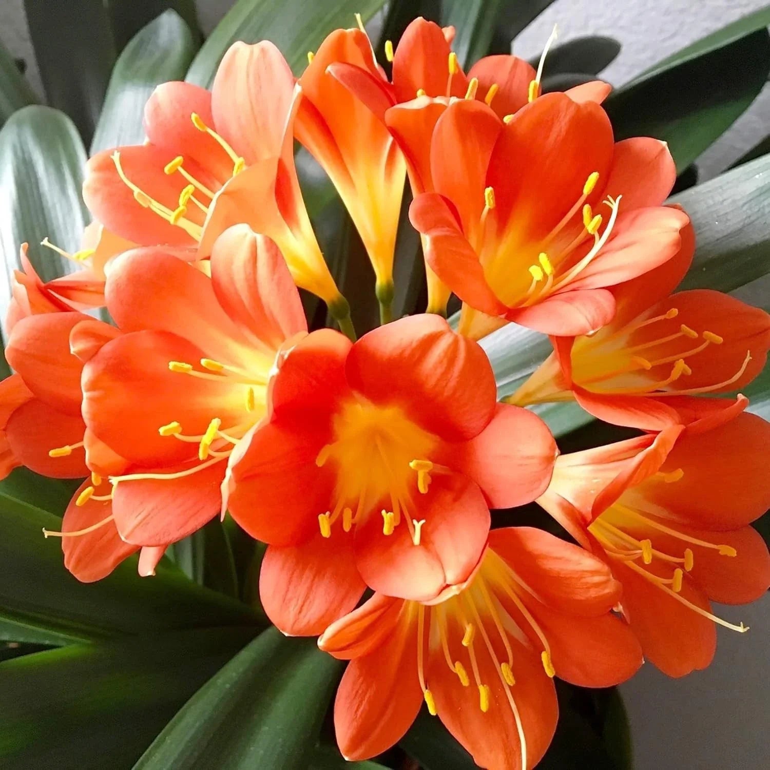 Live Clivia Miniata Plant, 2-4 Years, Bush Lily, Orange Flowers, Evergreen, Well-Rooted