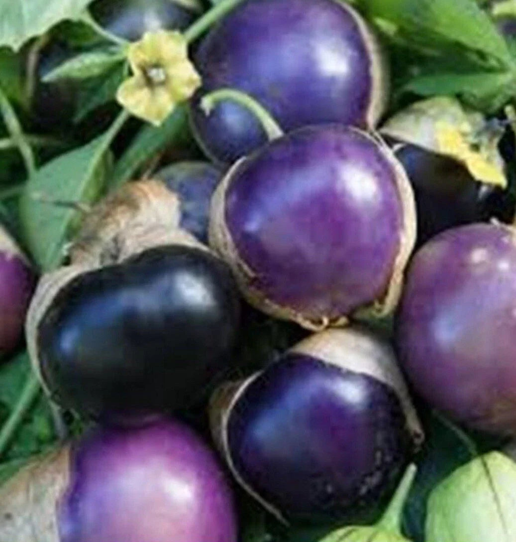 Purple Tomatillo Seeds - Heirloom Non-GMO Physalis ixocarpa for Home Gardening, Salsas & Sauces
