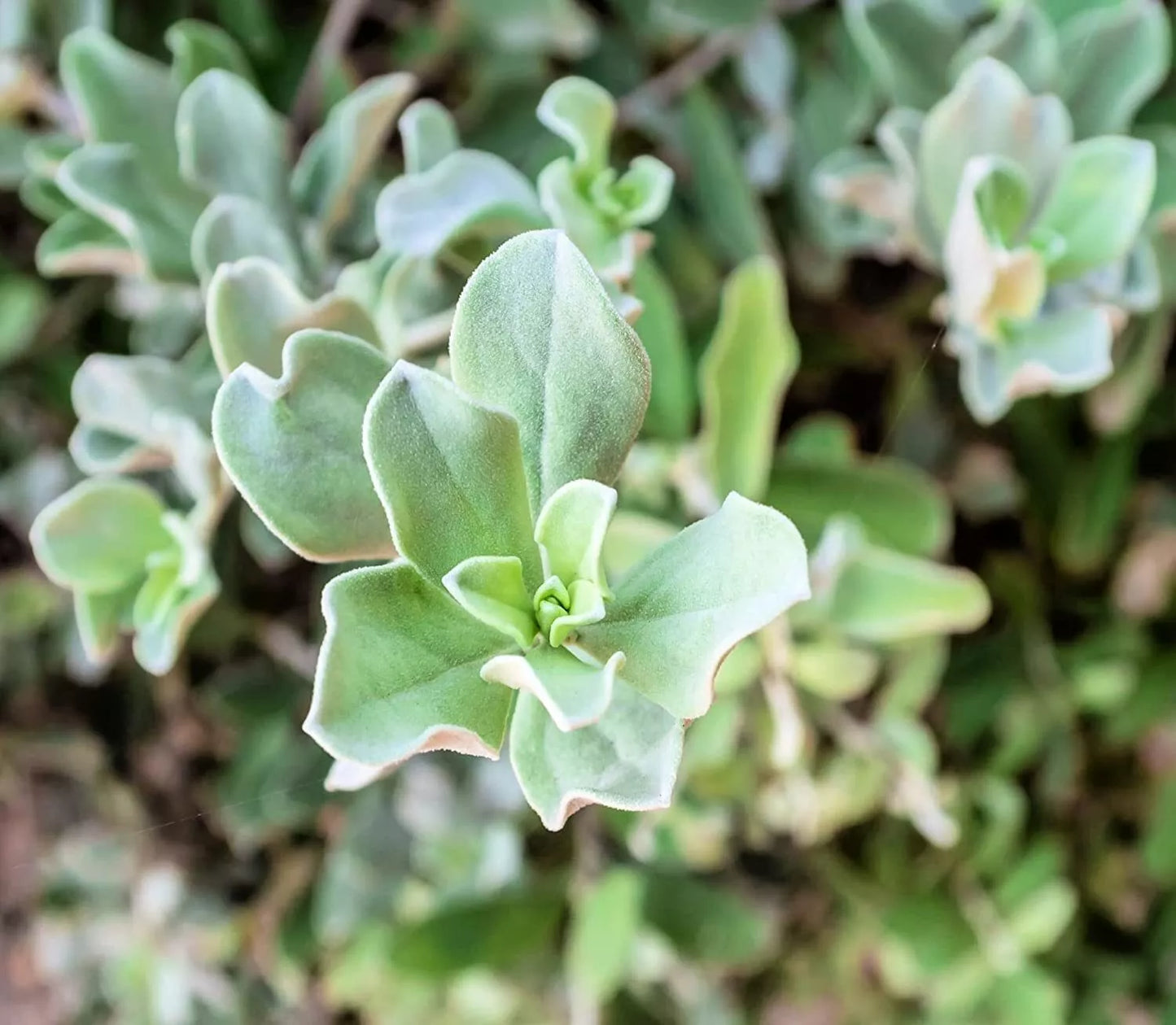 Silver Saltbush Seeds - 50 Pack for Landscape Bush - Atriplex argentea - Drought Tolerant, Low Maintenance, Native Plant