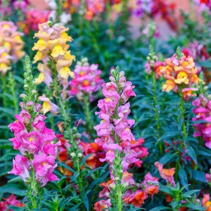 Tetra Snapdragon Seeds 5000+ Pack Antirrhinum majus Vibrant Multi-Color Flowers for Borders & Cuttings