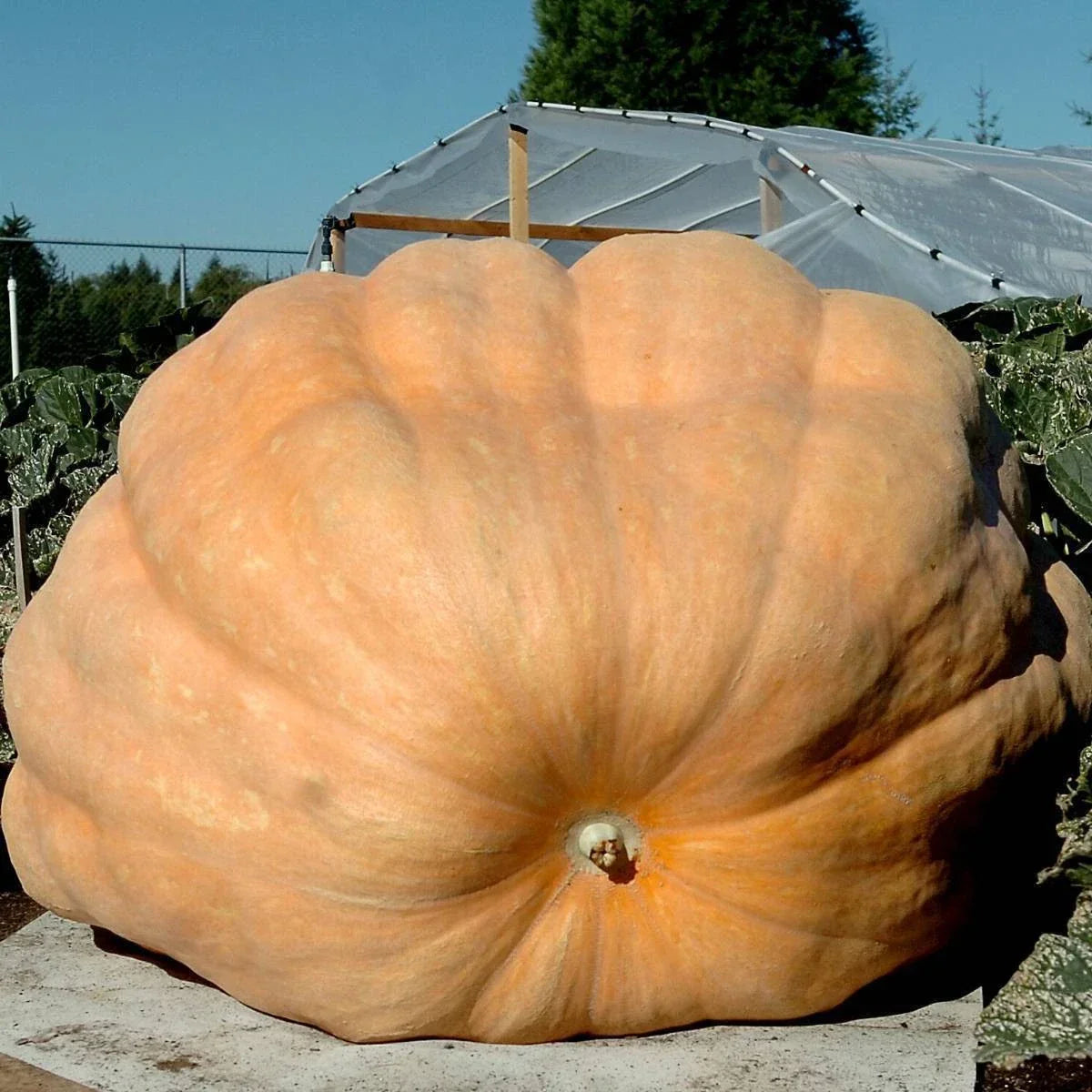 Dill's Atlantic Giant Pumpkin Seeds - 20 Heirloom Non-GMO Seeds for Giant Pumpkins