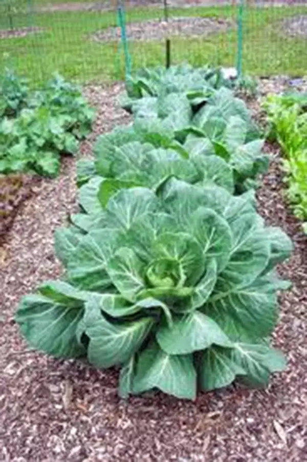 Collard Greens Seeds, Heirloom Vates, Non-GMO, Brassica oleracea var. viridis, 50+ Seeds, Leafy Greens for Cooking & Salads