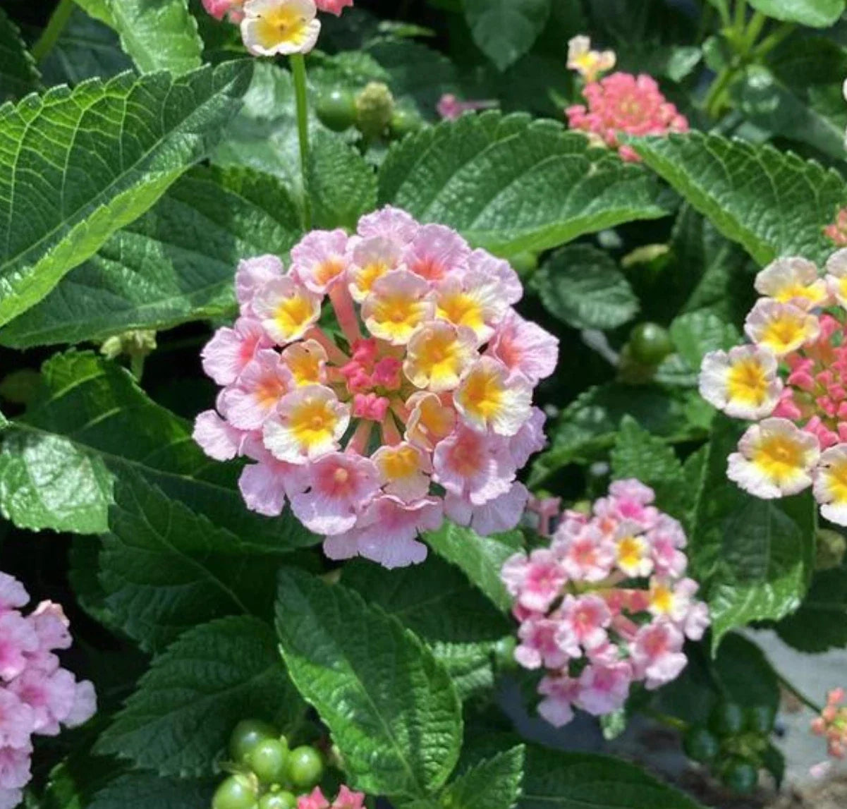 Lantana Plugs Baby Size Heartland Blue Moon Lantana camara Vibrant Pink Yellow Blooms 4 Starter Plants