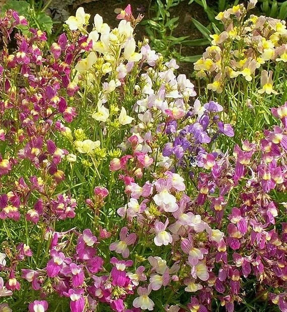 Northern Lights Snapdragon Seeds Mix - 10,000+ Colorful Antirrhinum majus Garden Seeds, Annual, Full Sun, USA Grown