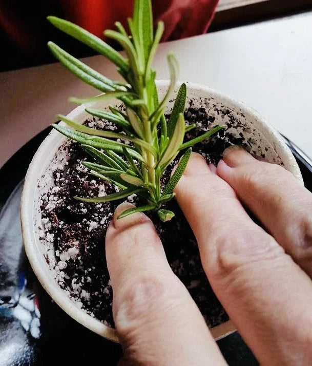 Rosemary Clippings - 10 Fresh Cuttings - Aromatic Culinary Herb - Salvia rosmarinus