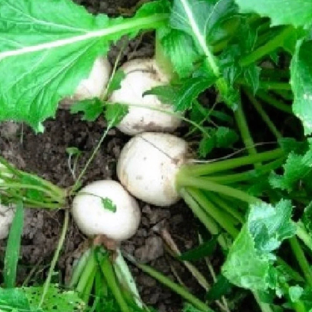Seven Top Turnip Seeds | Non-GMO Heirloom Brassica rapa | Edible Greens Seed Packet