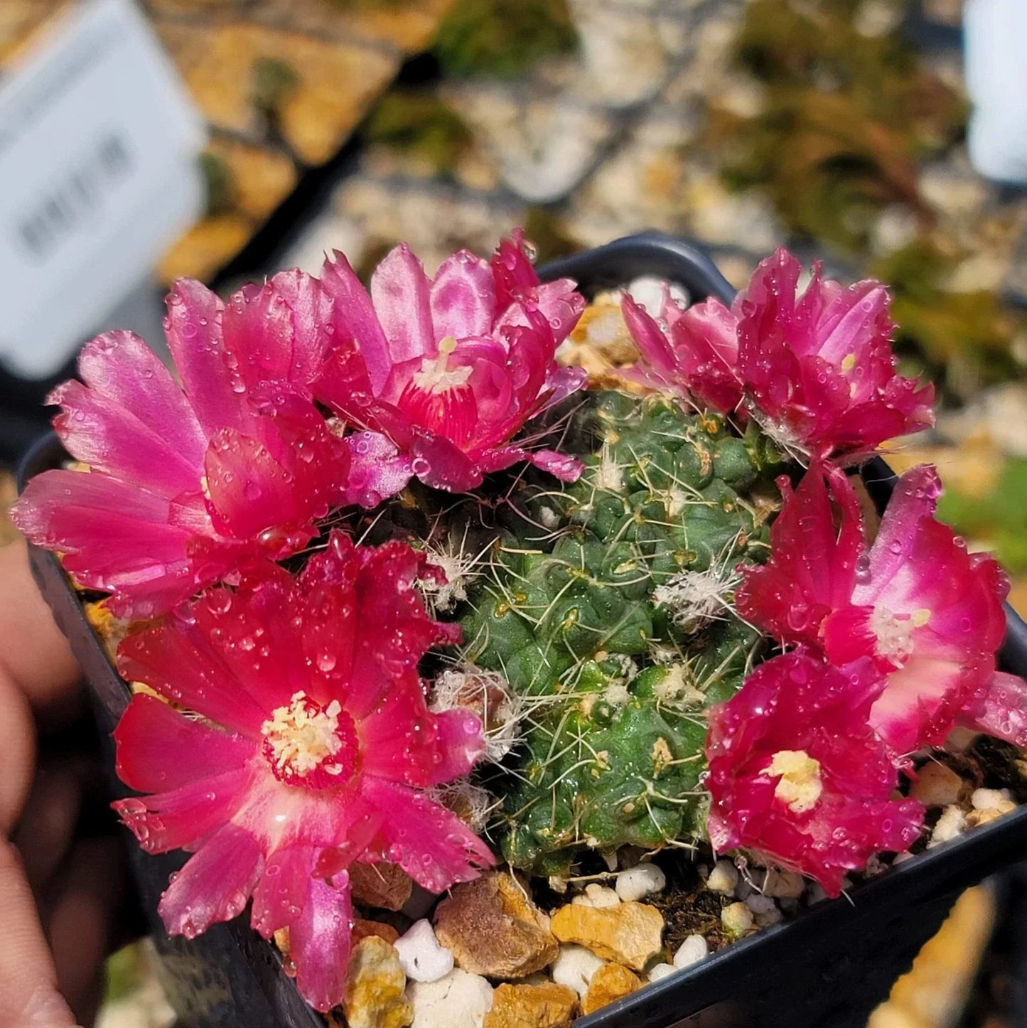 Puna subterranea 'Incahuasi' Cactus - Live Succulent for Indoor & Outdoor Gardens