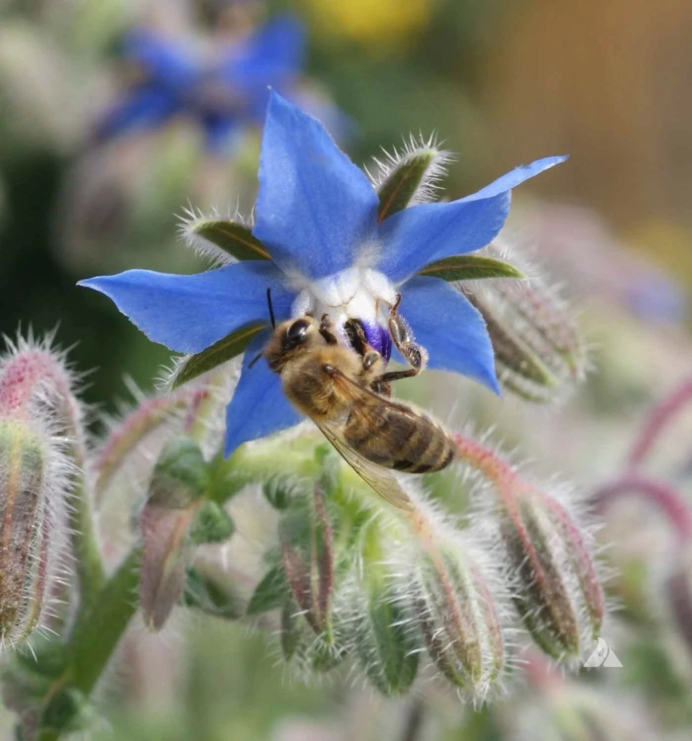 Borage Seeds - 100 Non-GMO Blue Edible Herb Candied Flowers for Organic Gardening & Companion Planting Borago officinalis