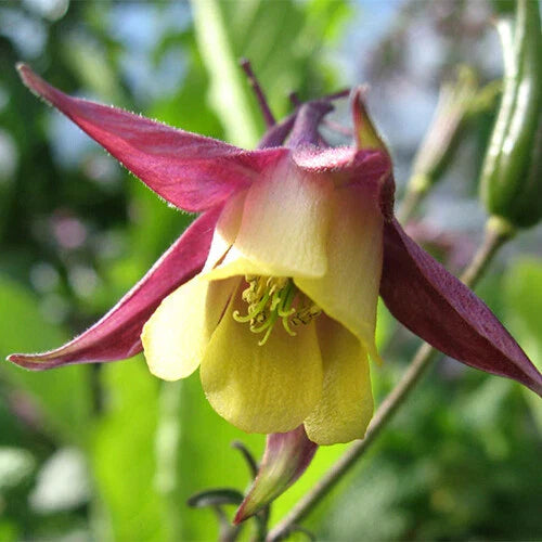 Oriental Columbine Seeds | 50-1,000 Non-GMO Aquilegia orientalis Seeds | Free Shipping