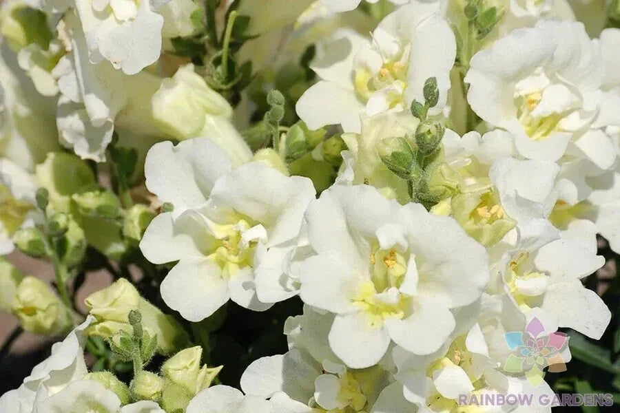 Twinny White Snapdragon Seeds - Antirrhinum majus, 1000+ Seeds for Garden, White Blooms, Annual, Full Sun, Easy to Grow