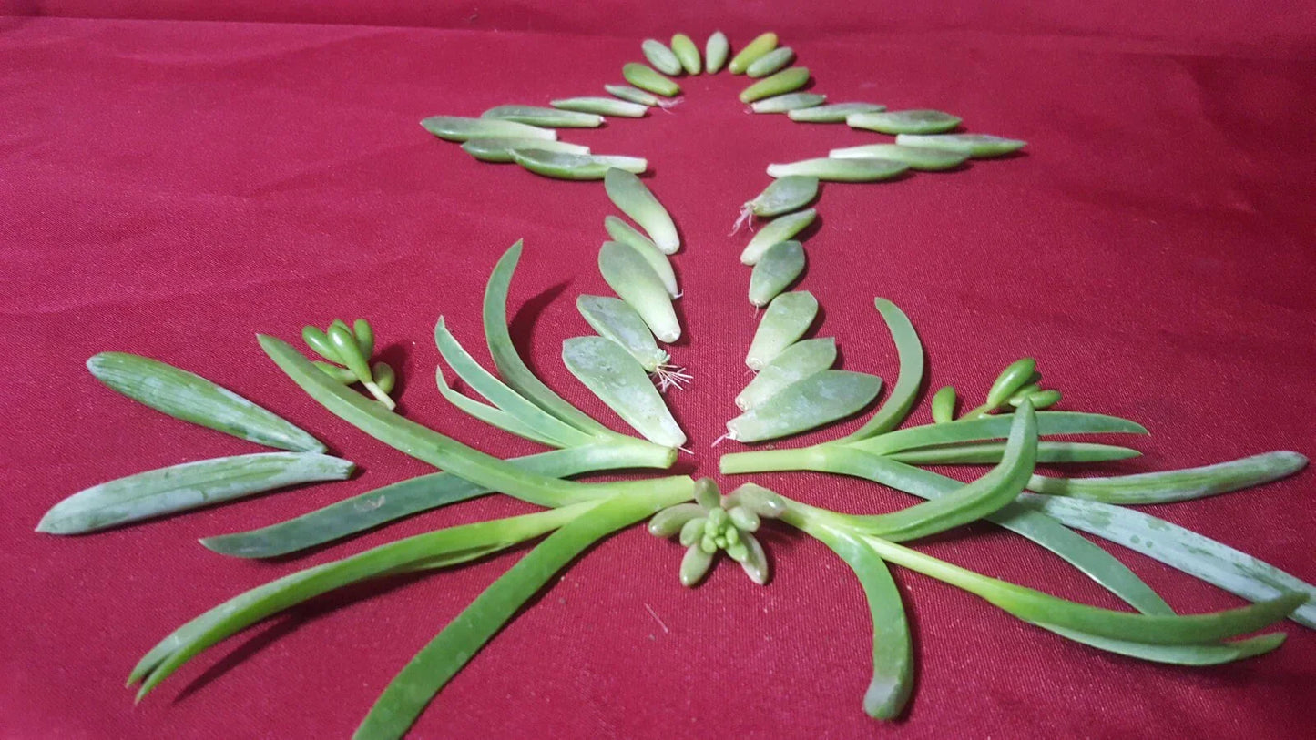 50 Assorted Succulent Leaf Cuttings for Propagation with Some Roots