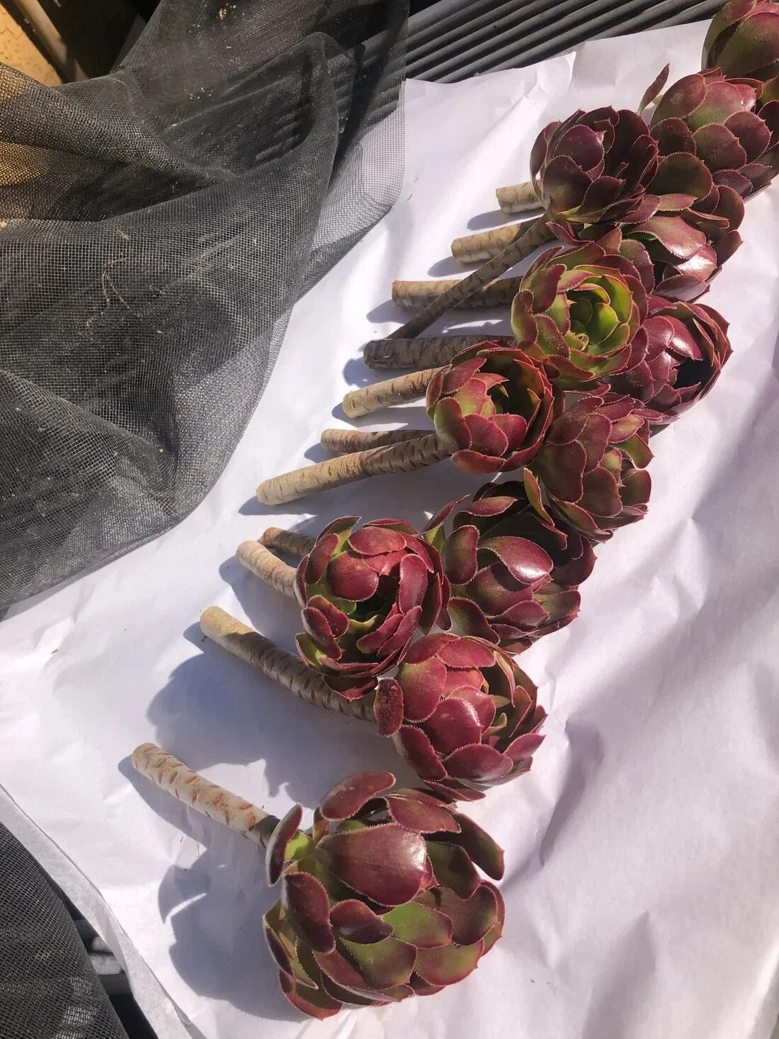 Red Aeonium "Jack Catlin" Succulent Cuttings - 2-4 Inches, Aeonium arboreum var. Zwartkop, Vibrant Red Foliage