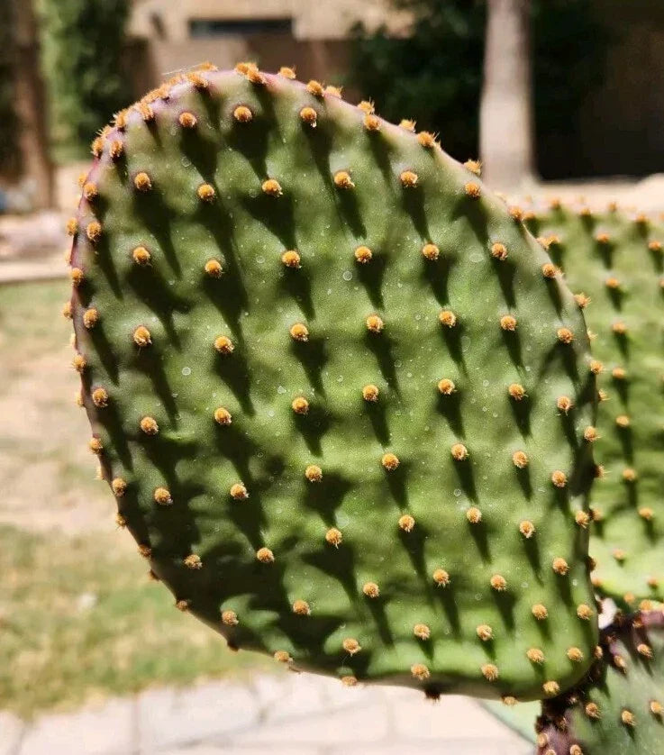 Opuntia Lubrica Prickly Pear Cactus Pad Segment Cutting - Drought-Tolerant Succulent Live Plant