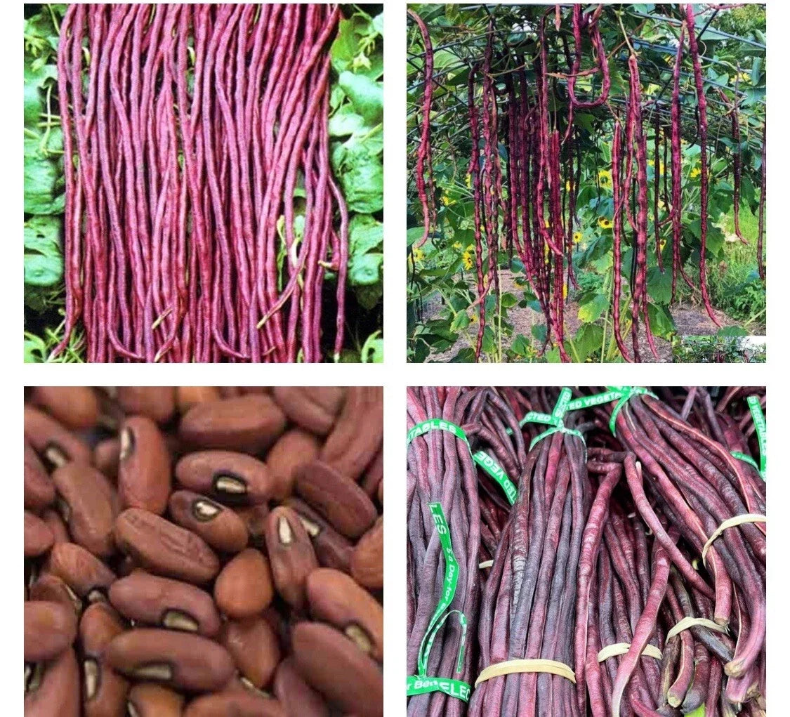 Purple-Red Yard Long Bean Seeds - 15+ Asian Chinese Noodle Beans, Vigna unguiculata, String Beans, Sitaw, Climbing Vine